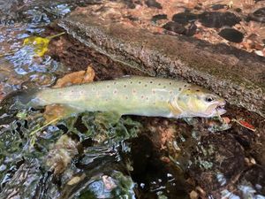 Brown Trout