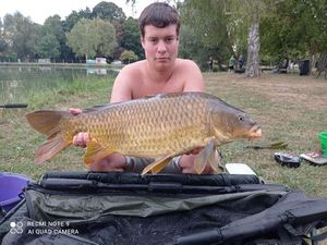 Common Carp
