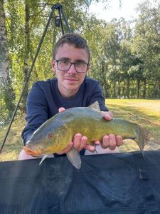 Tench