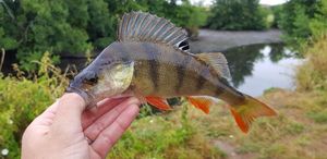 European Perch