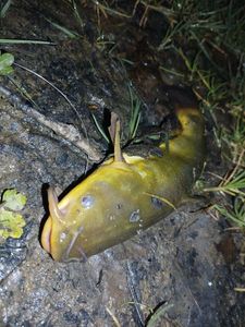 Black Bullhead