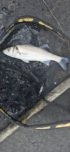 European Bass (Seabass)