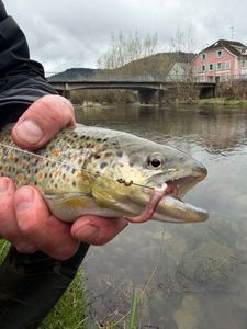 Brown Trout