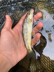 Brown Trout