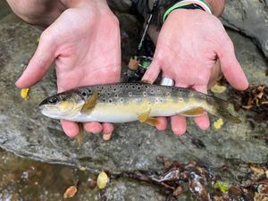 Brown Trout