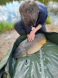 Mirror Carp