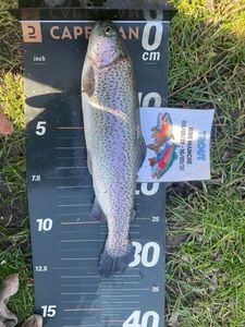Rainbow Trout