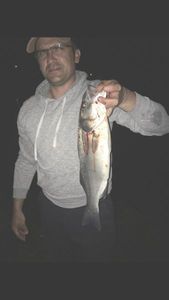 European Bass (Seabass)