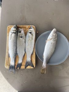 Spotted Seabass