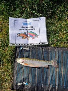 Rainbow Trout