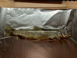 Brown Trout