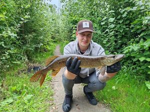 Northern Pike