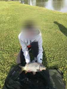 Common Carp