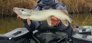 Northern Pike