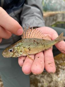 Ruffe