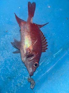 Poisson ecureil