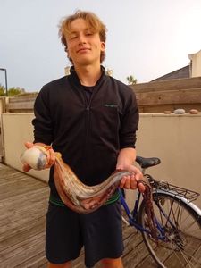 Common Octopus