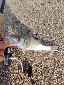 European Bass (Seabass)