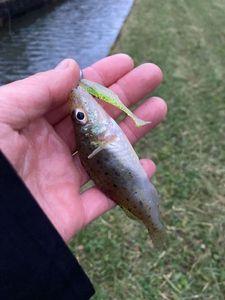 Ruffe