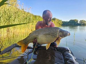 Common Carp