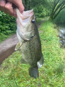Smallmouth Bass