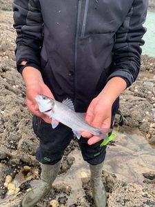 European Bass (Seabass)