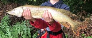 Northern Pike