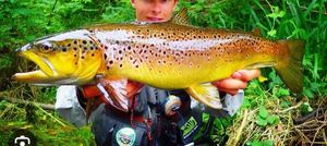 Brown Trout
