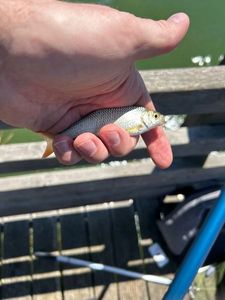 Roach