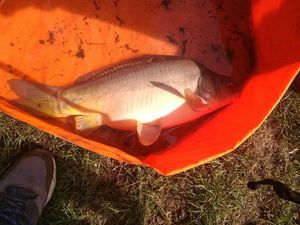 Mirror Carp