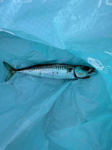 Mackerel