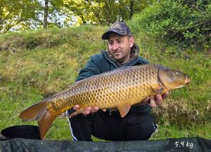 Common Carp