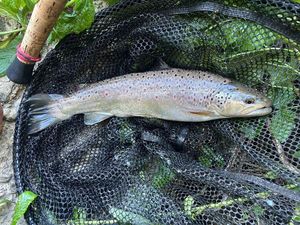 Brown Trout
