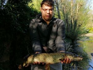 Northern Pike