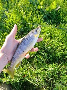 Brown Trout