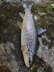 Brown Trout