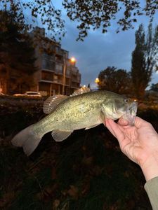 Largemouth Bass