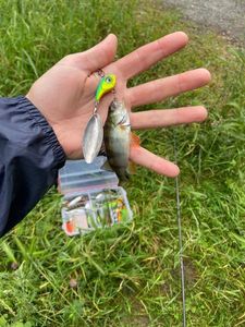 European Perch