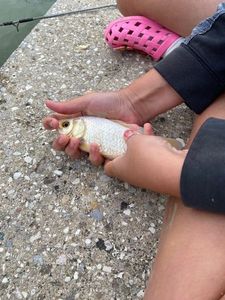 Goldfish