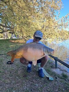 Mirror Carp
