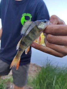 European Perch