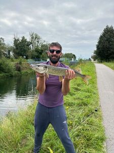 Northern Pike