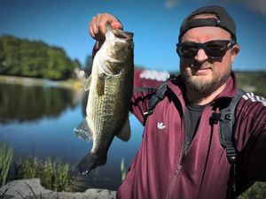 Largemouth Bass