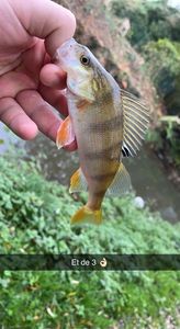 European Perch