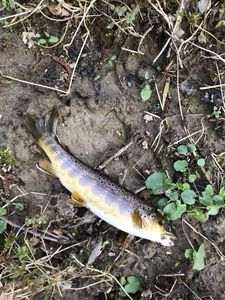 Brown Trout