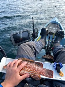 Ballan Wrasse