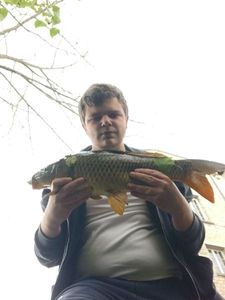 Common Carp