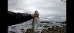 European Bass (Seabass)