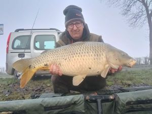 Common Carp