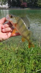 European Perch